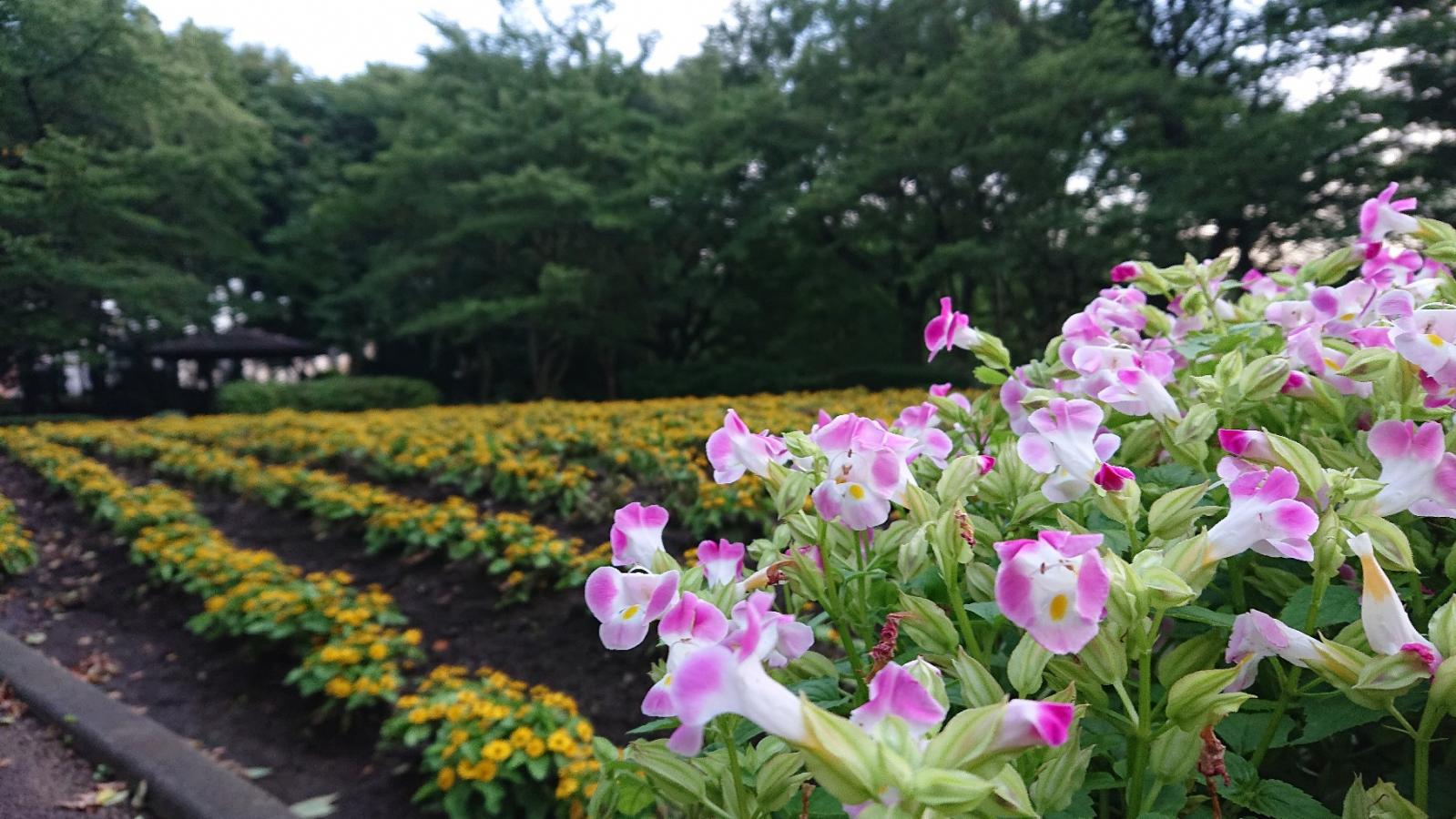 旅探 たびたん 大宮花の丘農林公苑
