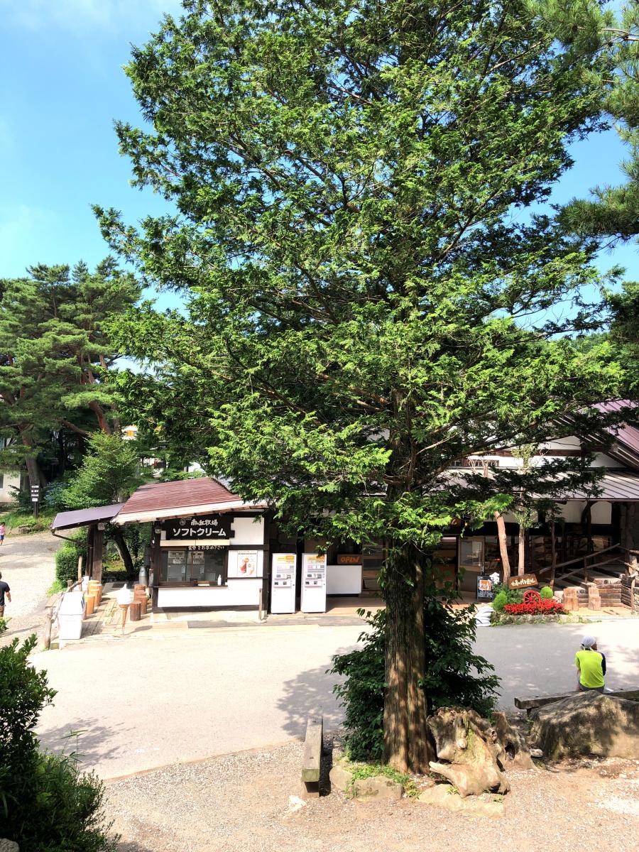 那須高原南ヶ丘牧場