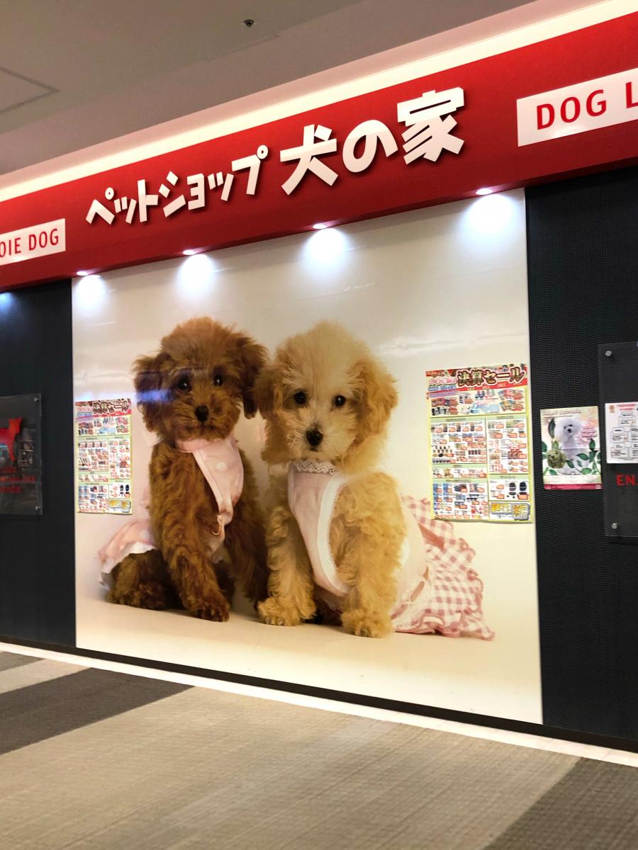マーケットピア ペットショップ犬の家 マークイズ静岡店 静岡市葵区柚木