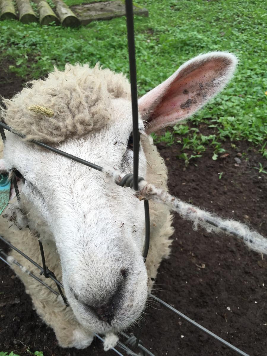 旅探 たびたん 伊香保グリーン牧場