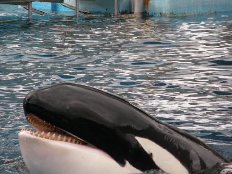旅探 たびたん きれいで楽しくなんといってもシャチがいる 名古屋港水族館 名古屋市港区 のお気に入りコメント 口コミ