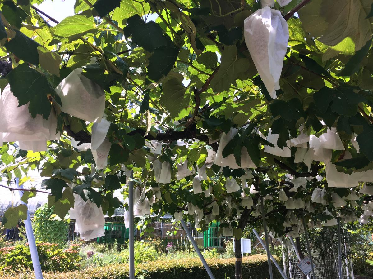 旅探 たびたん ハーブワールドａｋｉｔａ 由利本荘市西目町沼田