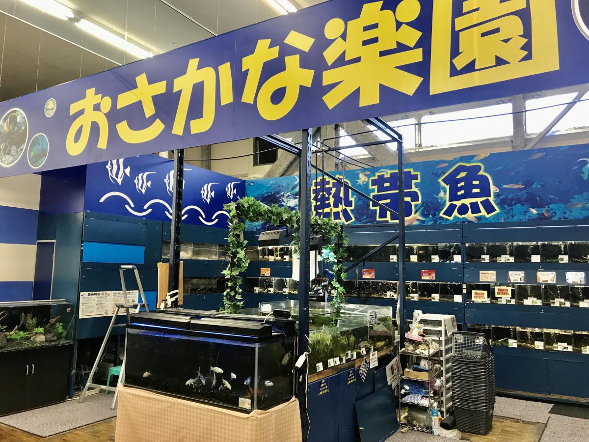 マーケットピア ペットショップｃｏｏ ｒｉｋｕ アヤハディオ水口店