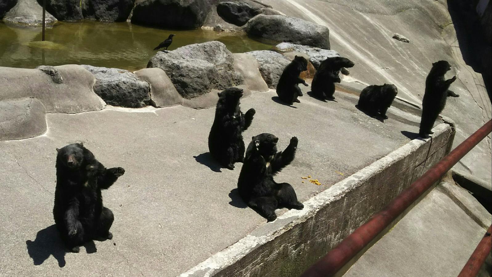 旅探 たびたん 口コミ 奥飛騨クマ牧場