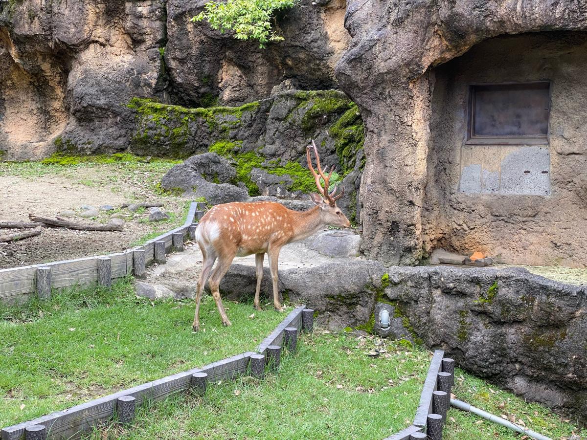 旅探 たびたん 上野動物園のコメント一覧 1ページ
