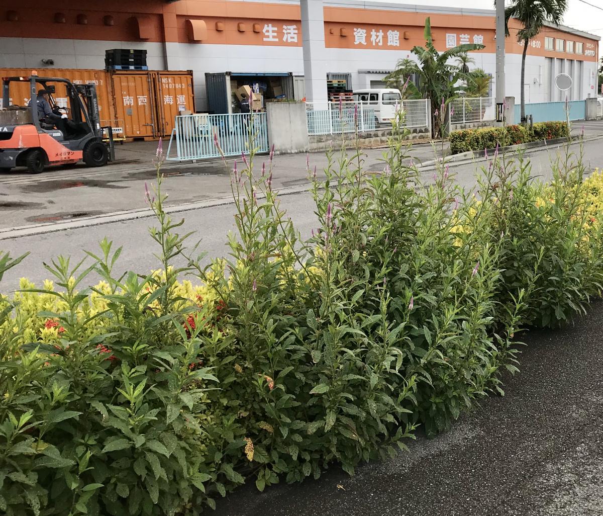 マーケットピア メイクマン石垣店 メイクマン石垣店への口コミ