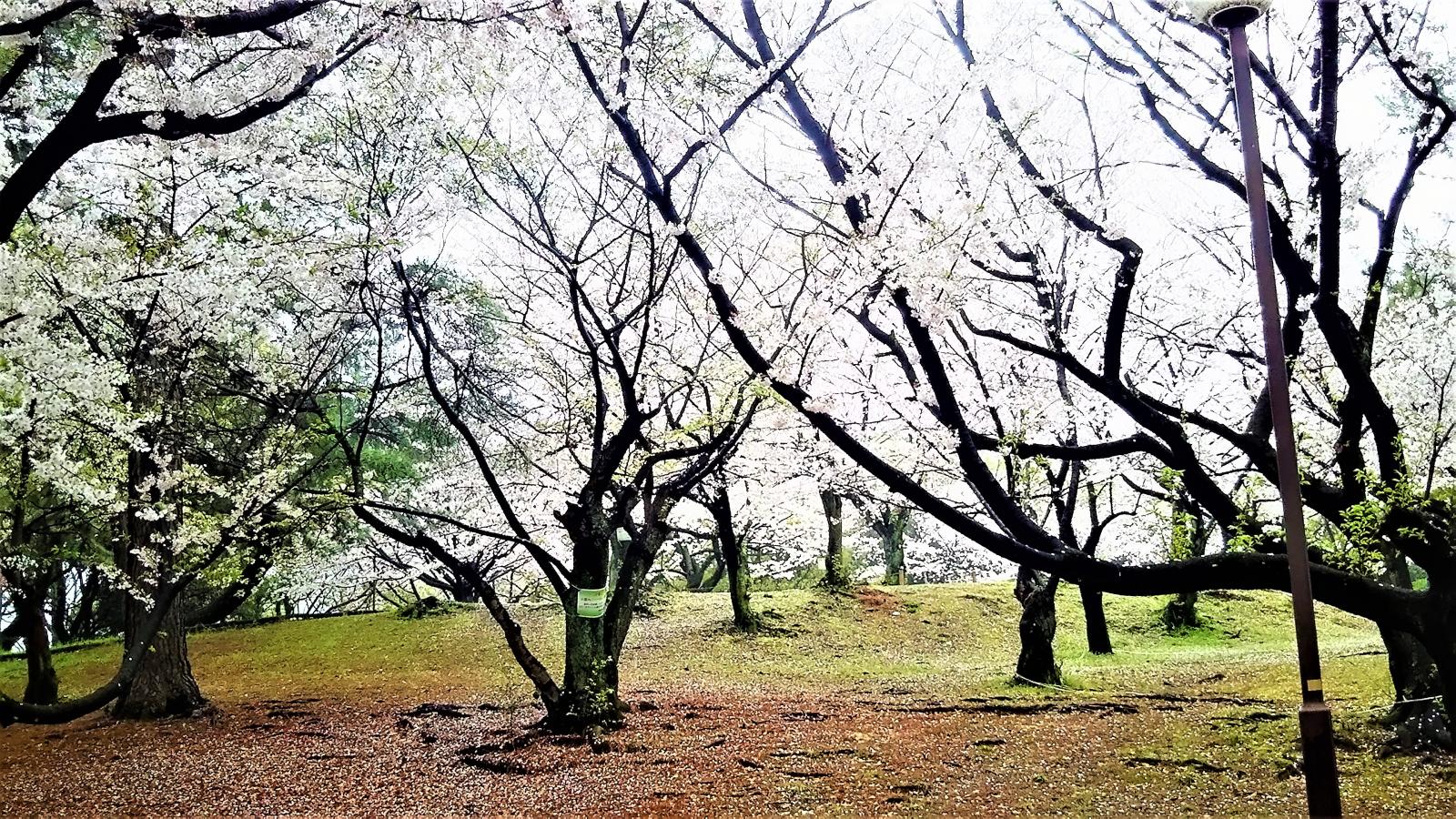 パブリネット 山王公園 福岡市博多区
