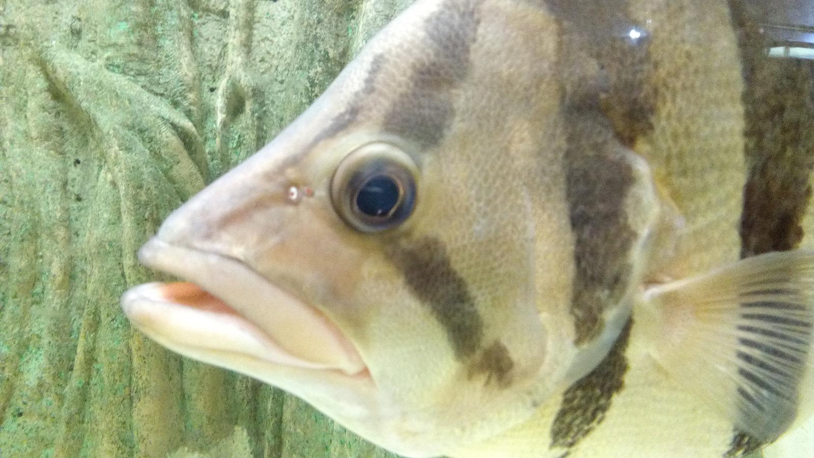 旅探 たびたん 蒲郡市竹島水族館のコメント一覧 2ページ