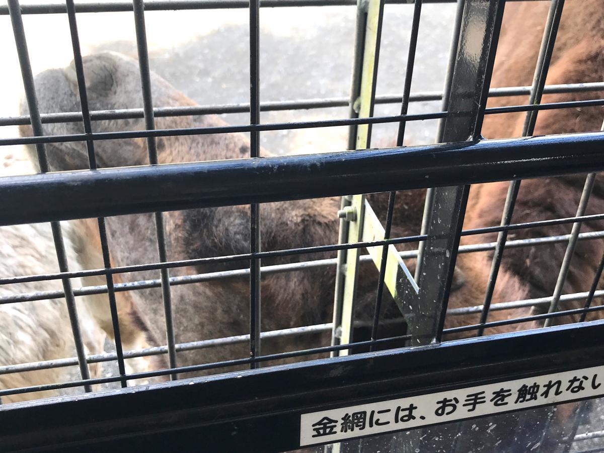 旅探 たびたん 富士サファリパークのコメント一覧 1ページ