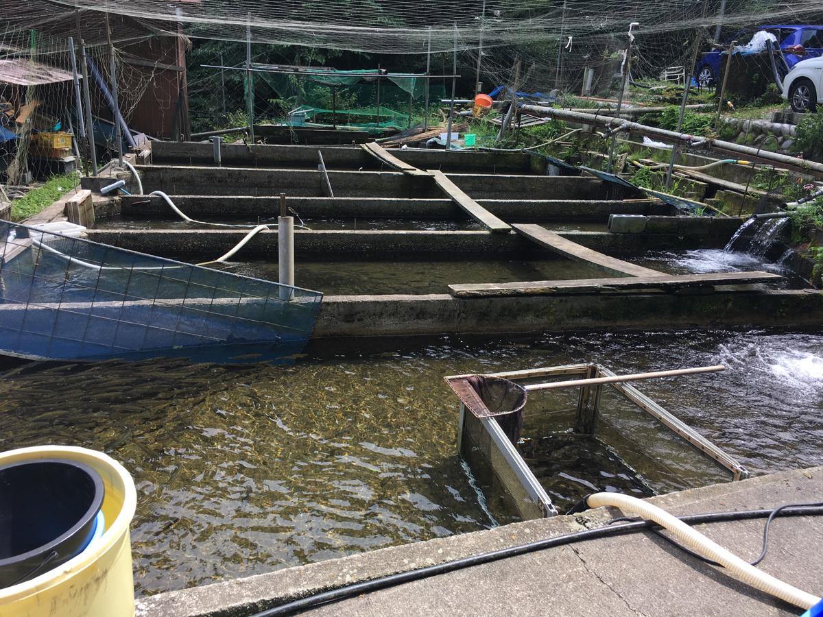 旅探 たびたん 釜ヶ滝 郡上市美並町上田