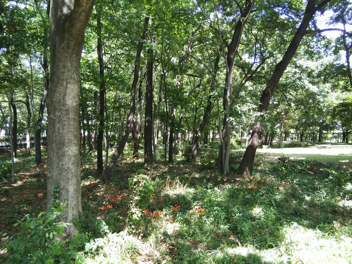 市民の森第8号／ホームメイト