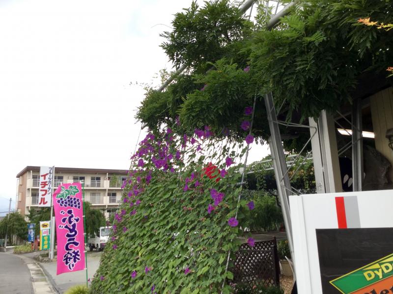旅探 たびたん フルーツガーデン イチフル 笛吹市一宮町末木