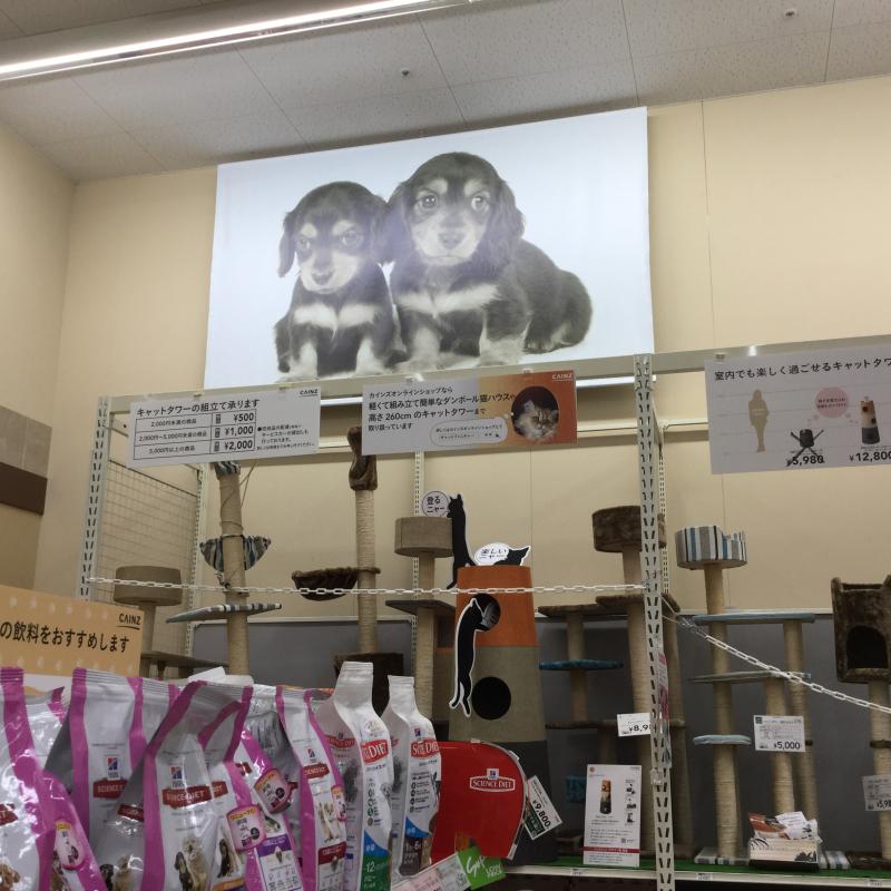マーケットピア ペッツワン常滑店