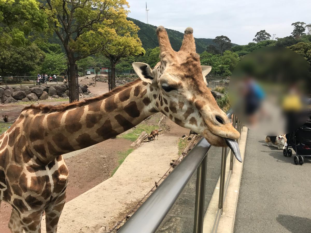 旅探 たびたん 写真 伊豆アニマルキングダム 2ページ