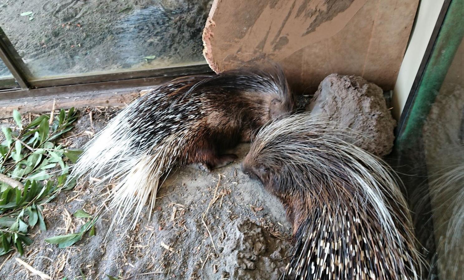 旅探 たびたん 伊豆アニマルキングダム 賀茂郡東伊豆町 の投稿写真一覧 1ページ