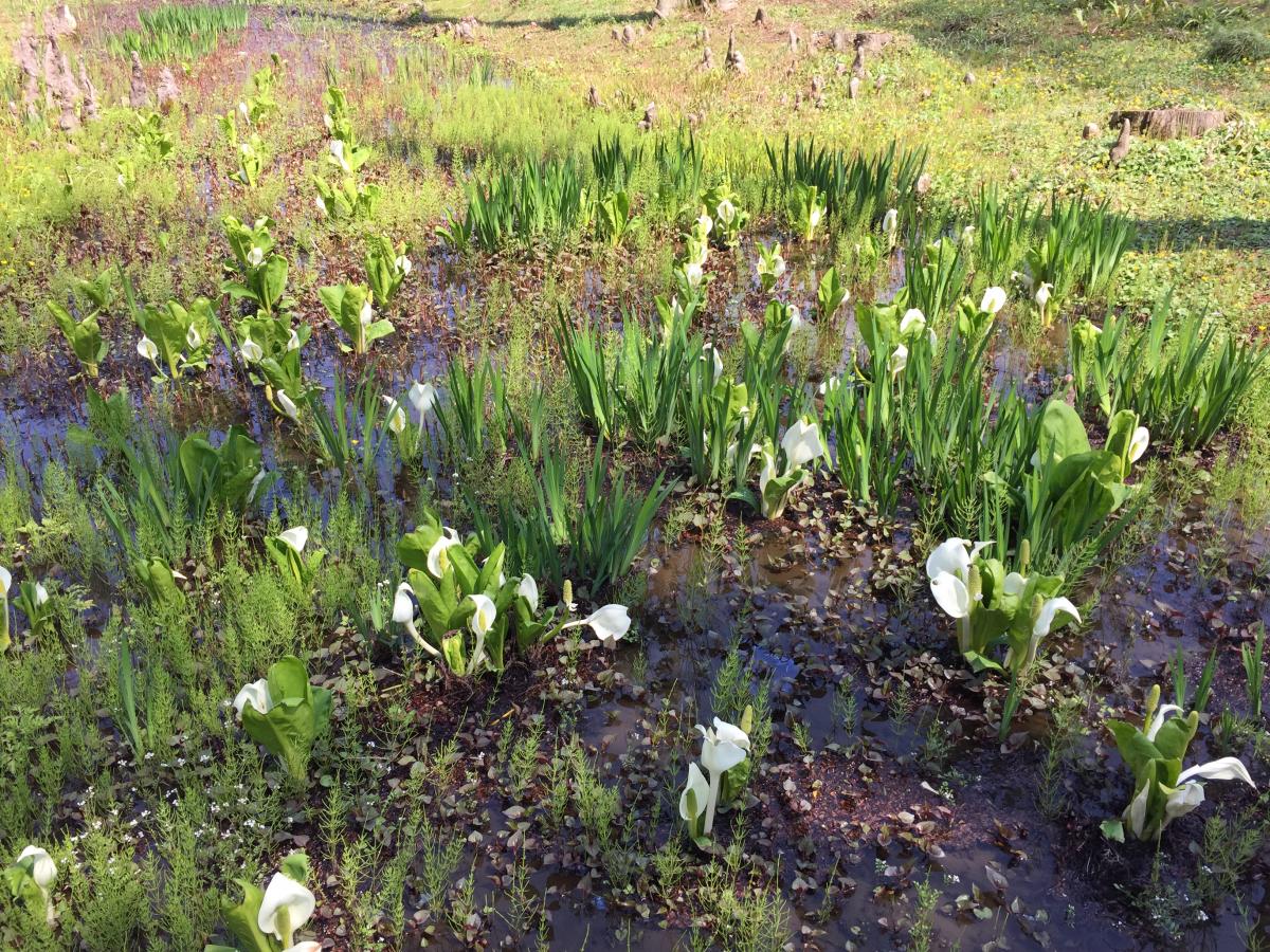 旅探 たびたん 水戸市植物公園