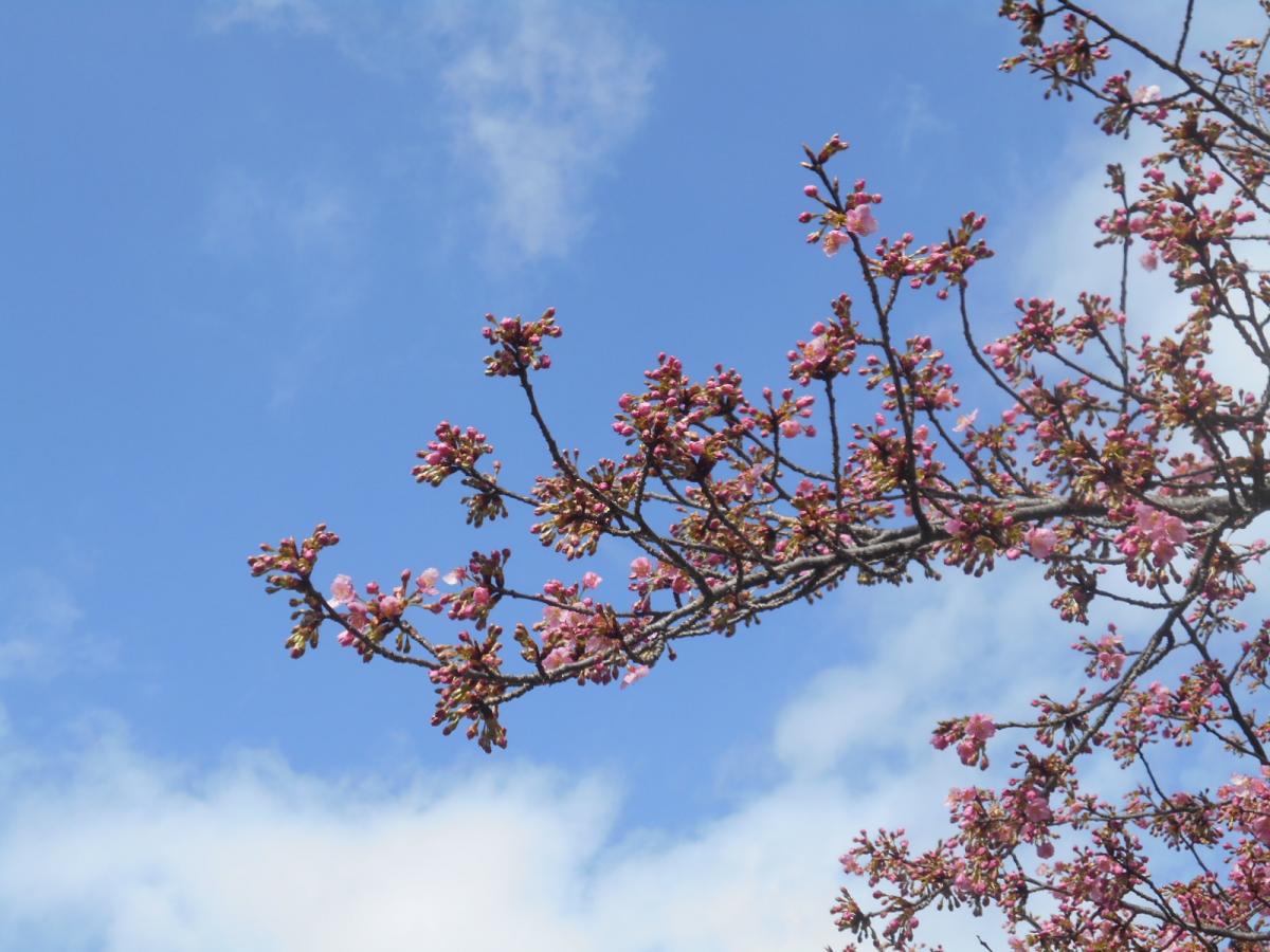 旅探 たびたん 愛知県植木センター